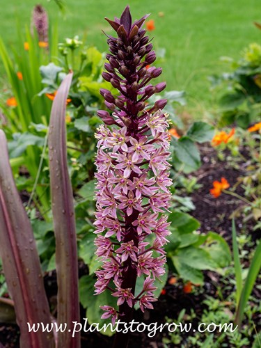 Sparkling Burgundy Purple Pineapple Lily (Eucomis comosa)